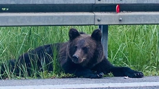 Rezultatele recensământului urșilor din țara noastră vor fi făcute publice la începutul anului viitor, a anunțat ministrul Mediului