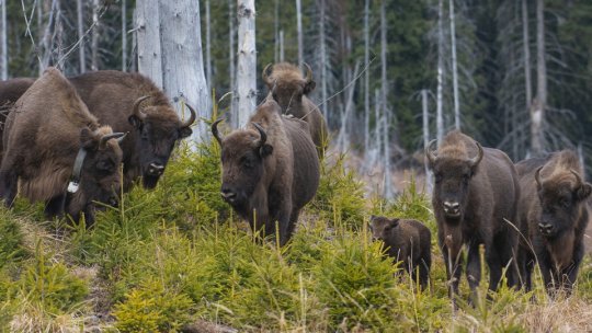 28 de zimbri trăiesc în sălbăticie în Munţii Făgăraş