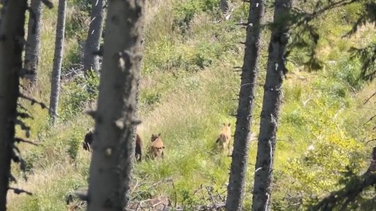 Trei noi pui de zimbri în Munții Făgăraș