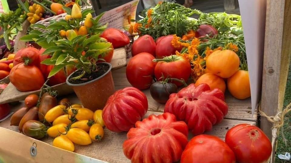 Festivalul tomatelor și al biodiversității, la Biblioteca Județeană