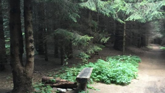 Strategia Națională pentru Păduri 2030 va fi prezentată luni, la Brașov