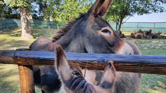 Apel pentru animalele îngrijite de Asociația Milioane de Prieteni, la Ferma Hope