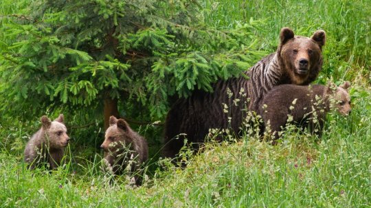 Recensământul urșilor din România, aproape de finalizare