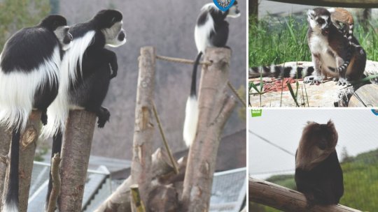 1 septembrie - Ziua Internațională a Primatelor