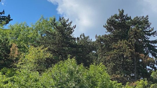 Peisaj de toamnă în plină vară, pe Tâmpa