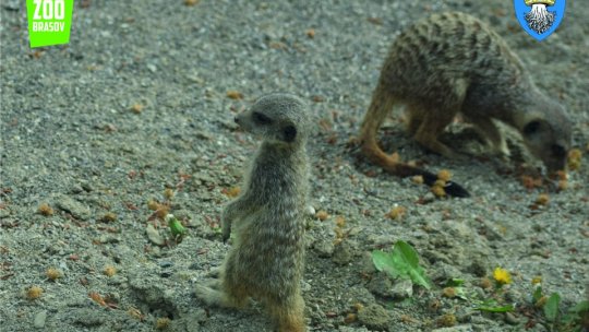 Ziua Internațională a Grădinilor Zoologice și a Parcurilor, la Zoo Brașov