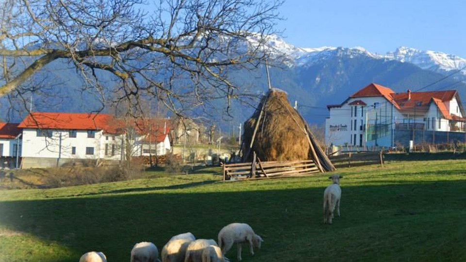 Crescătorii de animale care doresc să acceseze credite bancare pot primi adeverinţe din partea APIA