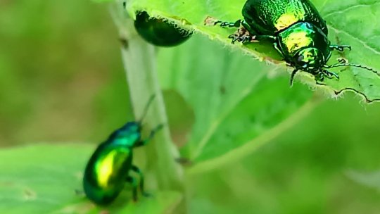 Cadrele didactice, invitate la experiențe în natură