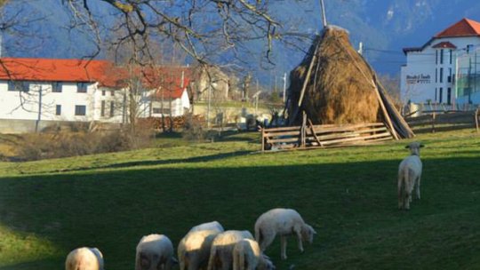 În Ucea de Jos, îngrășământ bio din lână de oaie