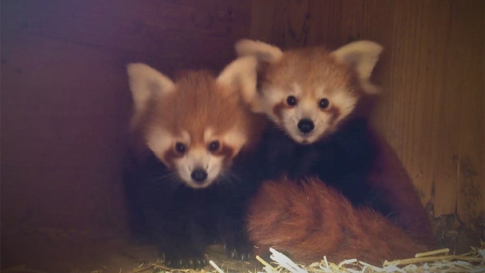 Panda roșu de la Zoo Brașov, la ceas anivesar