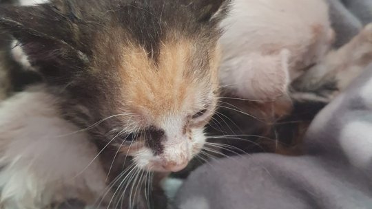 Tot mai multe pisici abandonate, la Brașov, atrag atenția cei de la Milioane de Prieteni