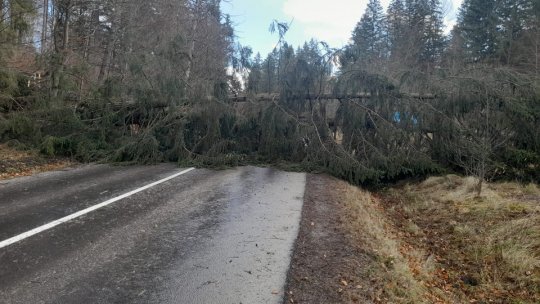 Circulație blocată între Zărnești și Poiana Mărului. Copaci căzuți pe carosabil