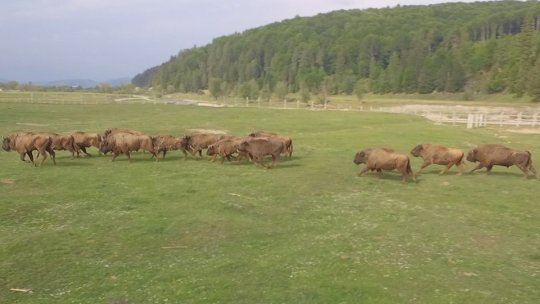 Rezervația "Valea Zimbrilor - Vama Buzăului", promovată la un târg internațional de turism