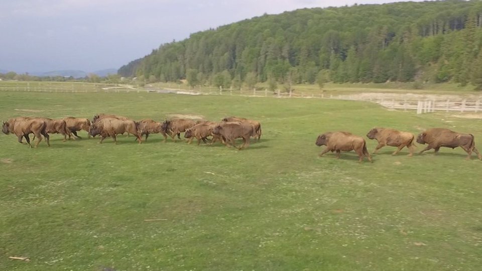 Rezervația "Valea Zimbrilor - Vama Buzăului", promovată la un târg internațional de turism