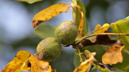 Dacă tăiați nuci fără să aveți autorizație, riscați amenzi usturătoare