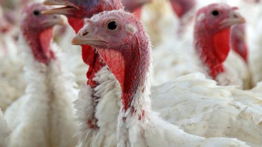 Gripă aviară la Codlea!