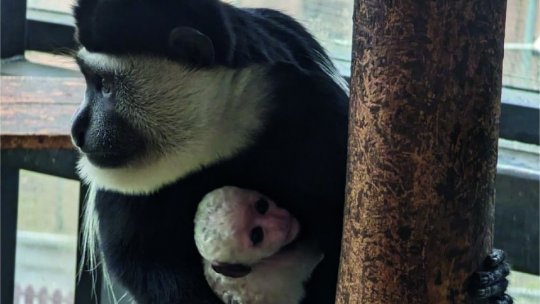 Un nou membru în familia Gradinii Zoologice Braşov