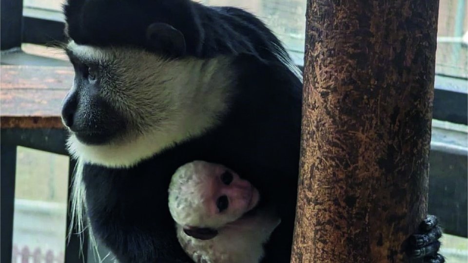 Un nou membru în familia Gradinii Zoologice Braşov