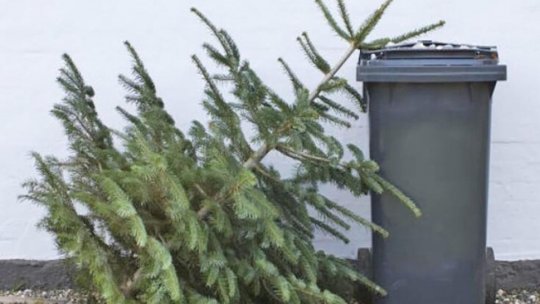 Brazii de Crăciun vor fi ridicați gratuit de operatorii de salubritate, de azi până duminică