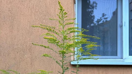 Legea care obligă prorietarii sau deținătorii de terenuri să combată ambrozia, promulgată