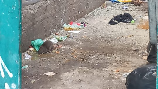 Edilii se laudă cu curățenia pe facebook, la ghene, în zona Gării, mișună șobolanii (VIDEO)