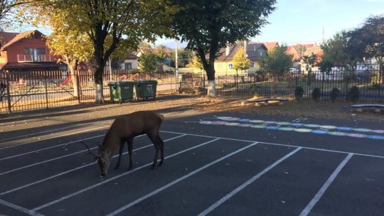 Un altfel de elev, la Râșnov, un cerb care a fost relocat în siguranță