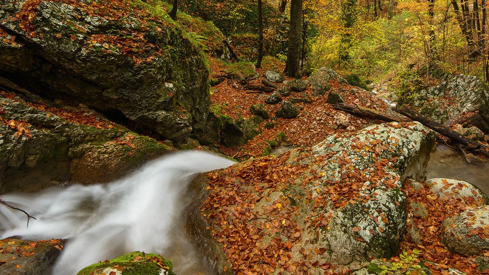 Aplicația România Sălbatică se relansează