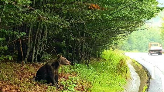 Urșii și lupii au provocat pagube de aproape 470.000 lei