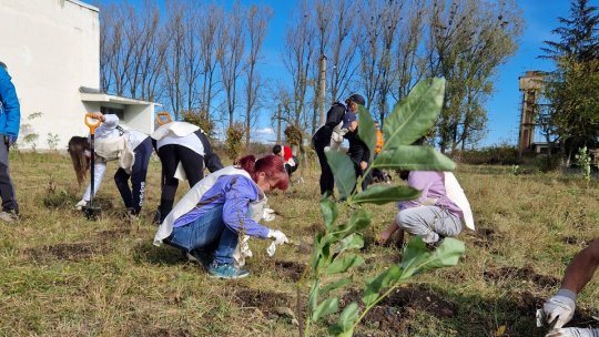 Mini-pădurile urbane " un concept care ia amploare