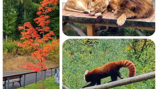 Sărbătoare mare, astăzi, la Zoo Brașov