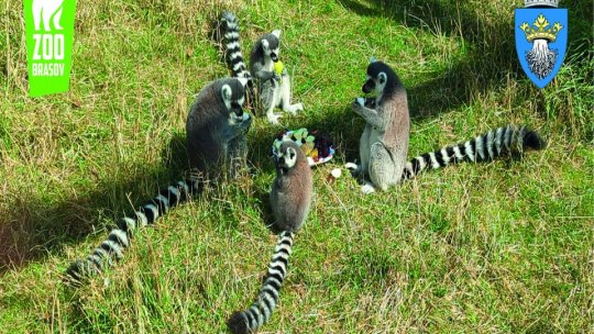 Ai diplomă de facultate? Te poți angaja la Zoo Brașov ca îngrijitor de animale