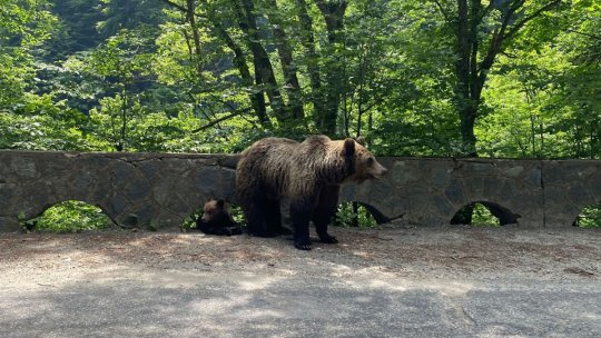 Urși hrăniți cu funicularul, la Brașov