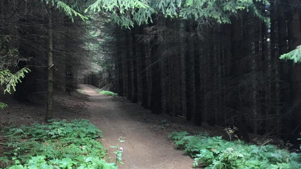 Pădurile din România, monitorizate prin satelit