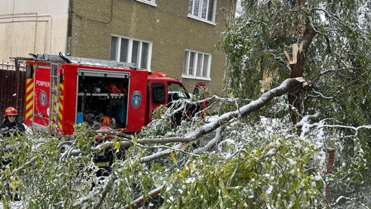 Copaci căzuți pe mai multe strazi din municipiul Brașov. Autoturisme avariate