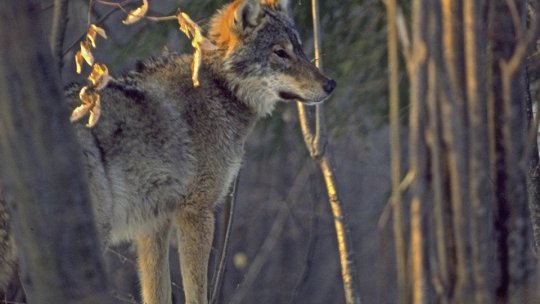 Lupii din Carpați, în pericol de extincție a speciei?!