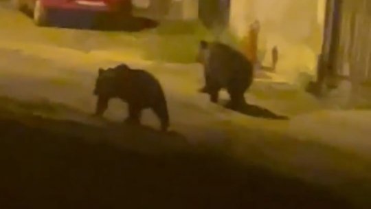 Urșii "săceleni", din nou, pe străzile din municipiu