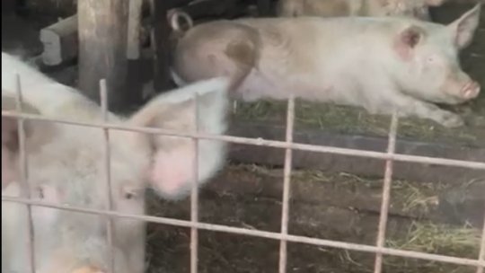 Persoanele fizice care cresc porci în propriile gospodării vor putea să îi valorifice cu avizul unui medic veterinar