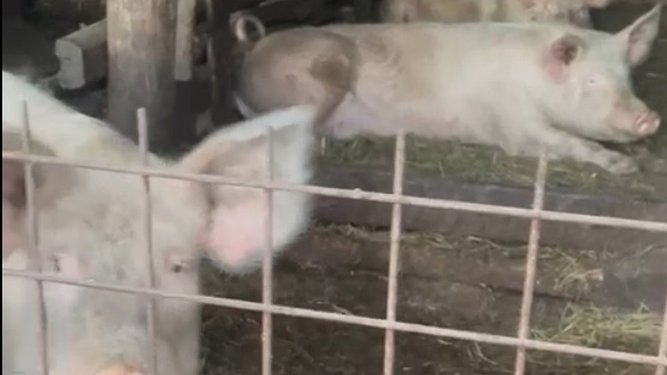 Persoanele fizice care cresc porci în propriile gospodării vor putea să îi valorifice cu avizul unui medic veterinar