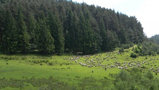 Petiția pentru amenajarea primei păduri-parc la Săcele a strâns 270 de semnături