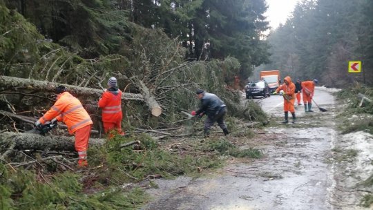 HARGHITA: Zeci de arbori doborâți de vânt pe DN13B