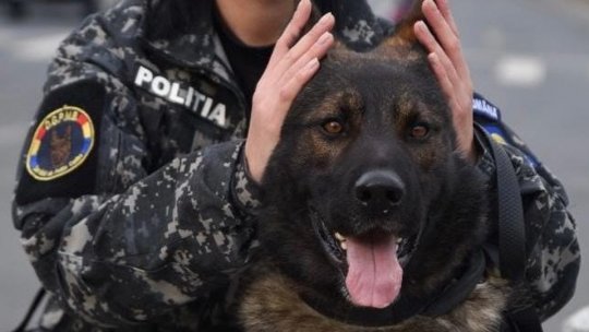 Recomandările polițiștilor pentru protejarea animalelor de companie în noaptea de Revelion