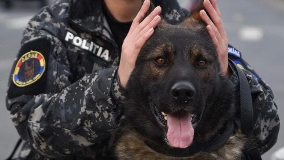 Recomandările polițiștilor pentru protejarea animalelor de companie în noaptea de Revelion