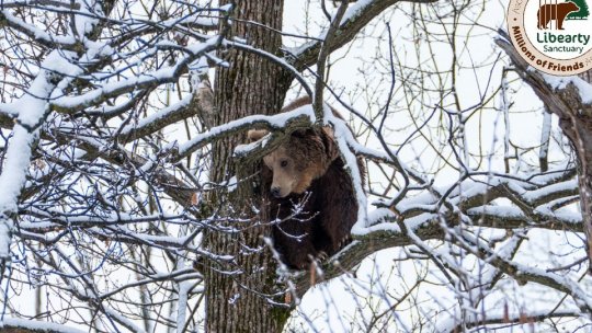 Donații pentru urșii de la sanctuarul Libearty Zărnești