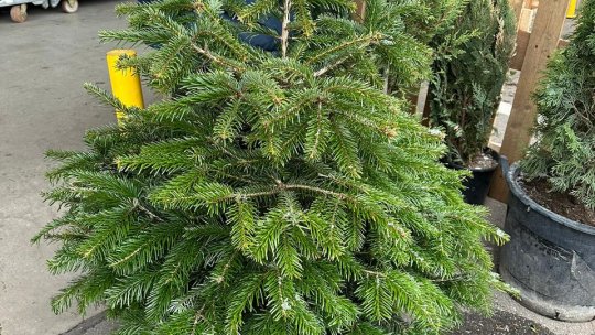 Brad natural sau artificial? Care sunt preferințele brașovenilor?