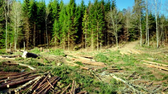 ITM Brașov a dat amenzi de aproape 18.000 de lei pentru neregulile găsite, anul acesta, în domeniul forestier