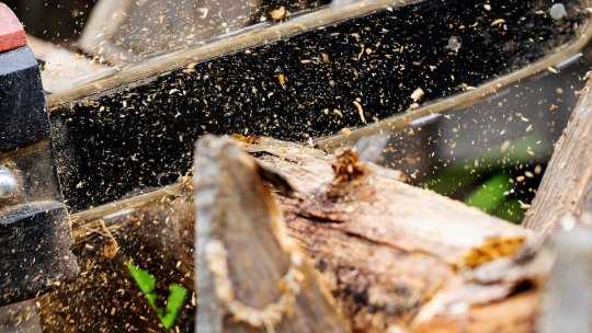 Bărbat de 61 de ani, decedat după ce un copac a căzut peste el