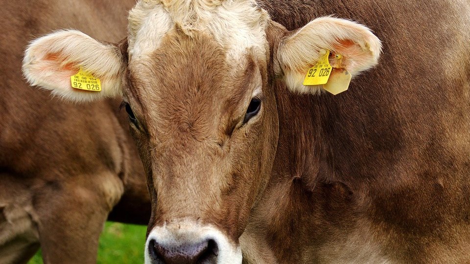 Cererile de plată pentru crescătorii de animale şi păsări pot fi depuse la APIA în perioada 27 februarie - 24 martie