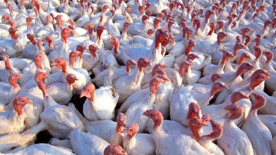 A început dezinfecția fermelor de curcani afectate de gripa aviară, la Codlea