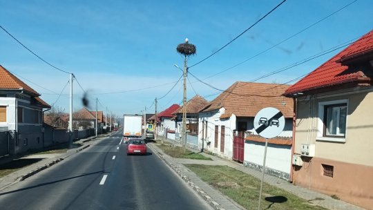 Prima barză din județ s-a reîntors la cuib