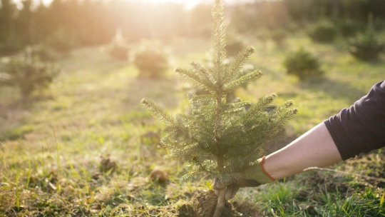 Studii pentru proiectul noului Cod silvic și a modelului de structurare a legislației silvice subsecvente